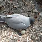 Lava Gull on nest with egg. Photo by David A Wiedenfeld.