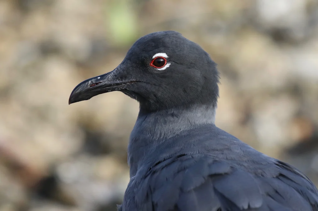 Lava Gull. Photo by Jonah Benningfield, Macaulay Library at the Cornell Lab of Ornithology.