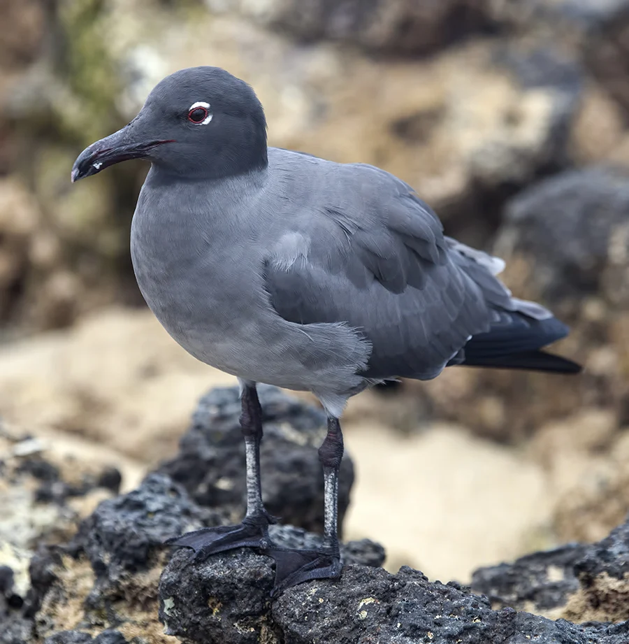 Lava Gull. Photo by Dave Rintoul, Macaulay Library at the Cornell Lab of Ornithology.