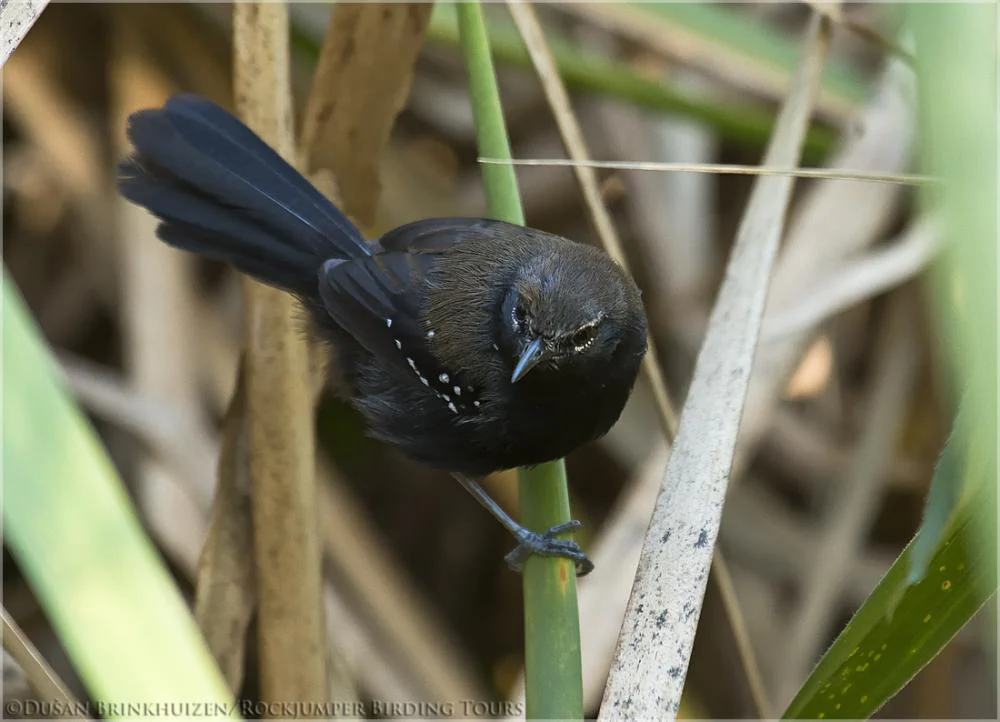 Marsh Antwren. Photo by Dusan Brinkhuizen.