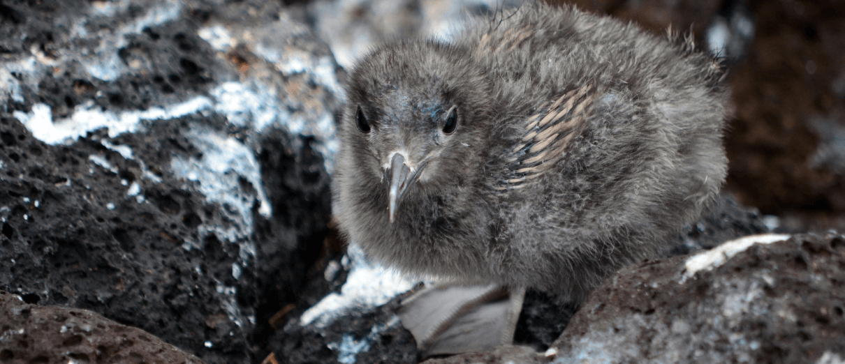 Lava Gull hatchling. Photo by Paul Krawczuk, CC BY 2.0
