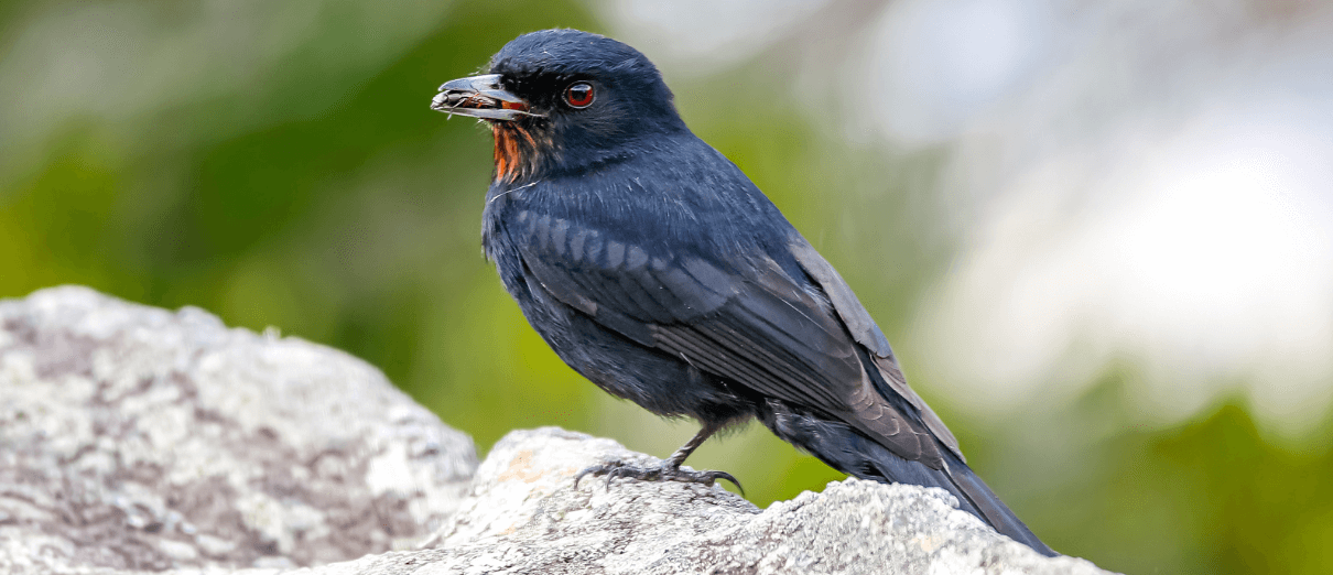 Female Velvety Black-Tyrant with insect. Photo by Uwe Bergwitz, Shutterstock.