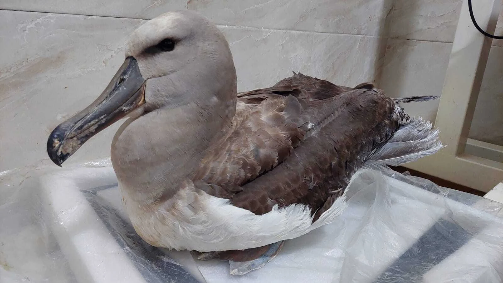 Rare Albatross Makes Remarkable Recovery After Swallowing Multiple