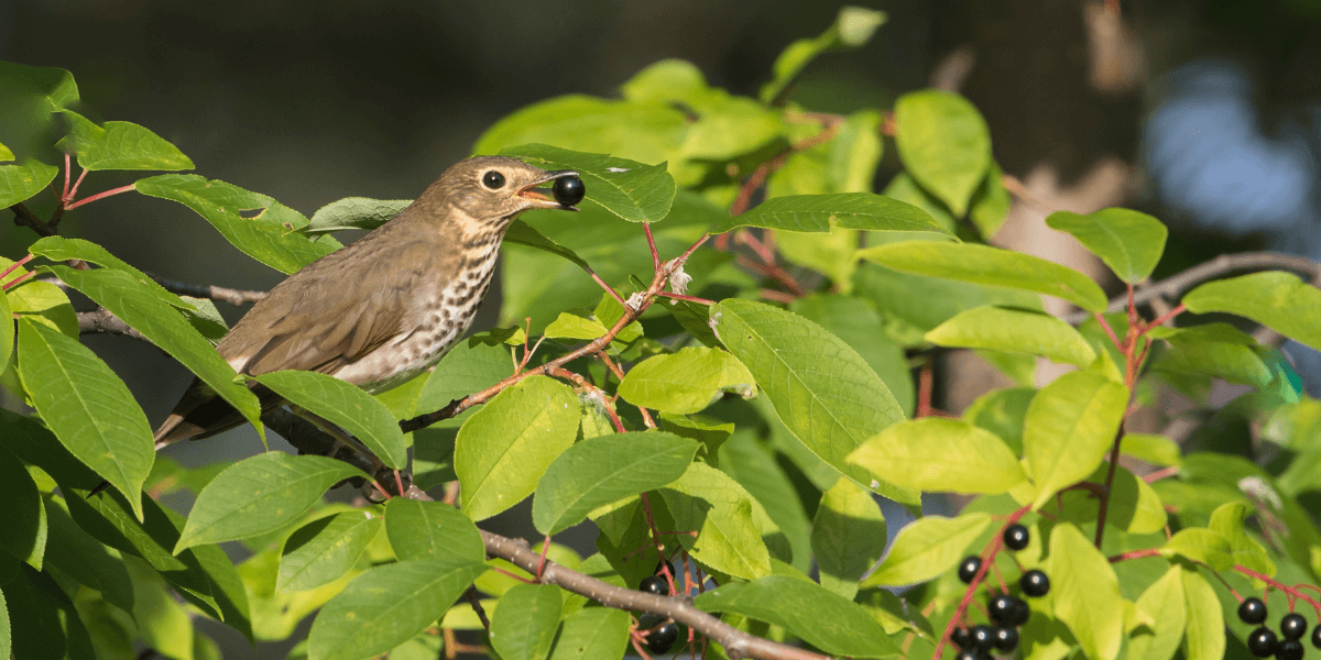 A Swainson's Thrush chows down on berries from a chokecherry tree, a native tree that also supports numerous caterpillar species. Photo by Dee Carpenter Originals/Shutterstock.
