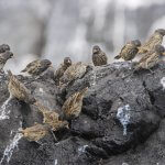 Vampire Ground-Finch group. Photo by Dušan Brinkhuizen, Macaulay Library at the Cornell Lab of Ornithology.