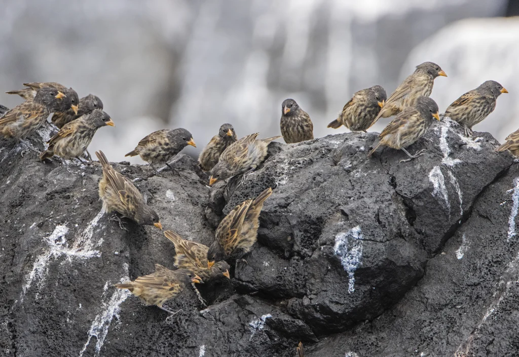 Vampire Ground-Finch group. Photo by Dušan Brinkhuizen, Macaulay Library at the Cornell Lab of Ornithology.