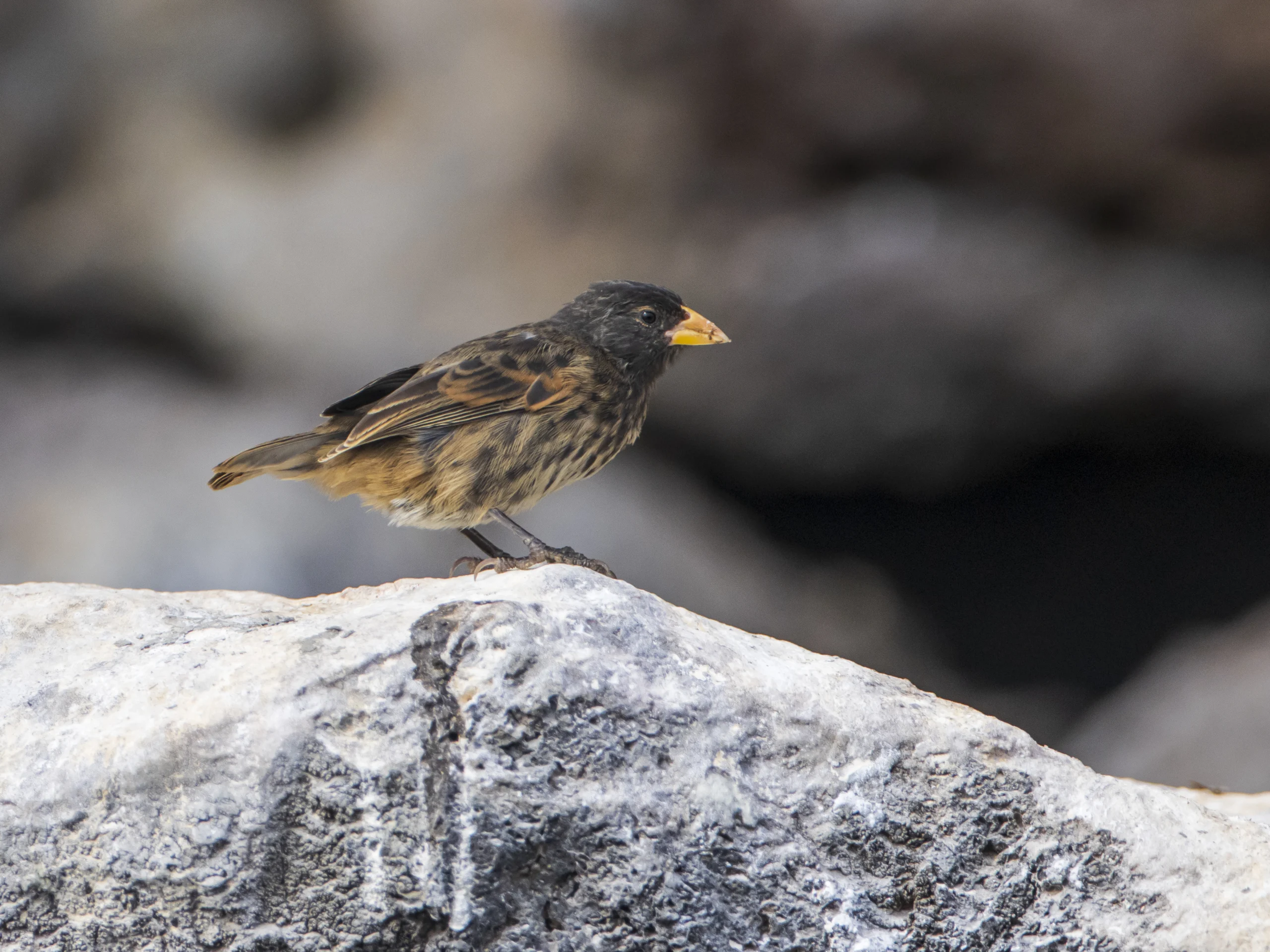 Vampire Ground-Finch by Dušan Brinkhuizen, Macaulay Library at the Cornell Lab of Ornithology