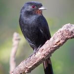 Female Velvety Black-Tyrant. Photo by Diego Murta, Shutterstock.