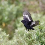 Velvety Black-Tyrant. Photo by Greg Bodker, Macaulay Library at the Cornell Lab of Ornithology.