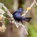 Velvety Black-Tyrant. Photo by Uwe Bergwitz, Shutterstock.