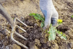 Weeding by hand. Photo by Sever180/Shutterstock.