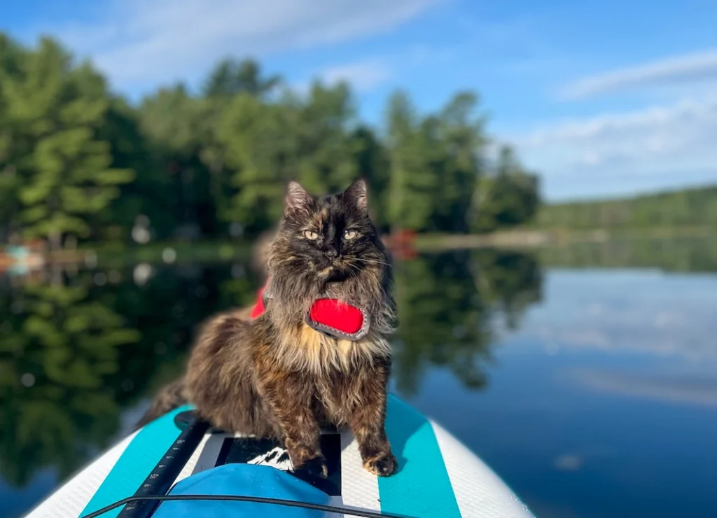 A cat with a harness on a paddleboard.