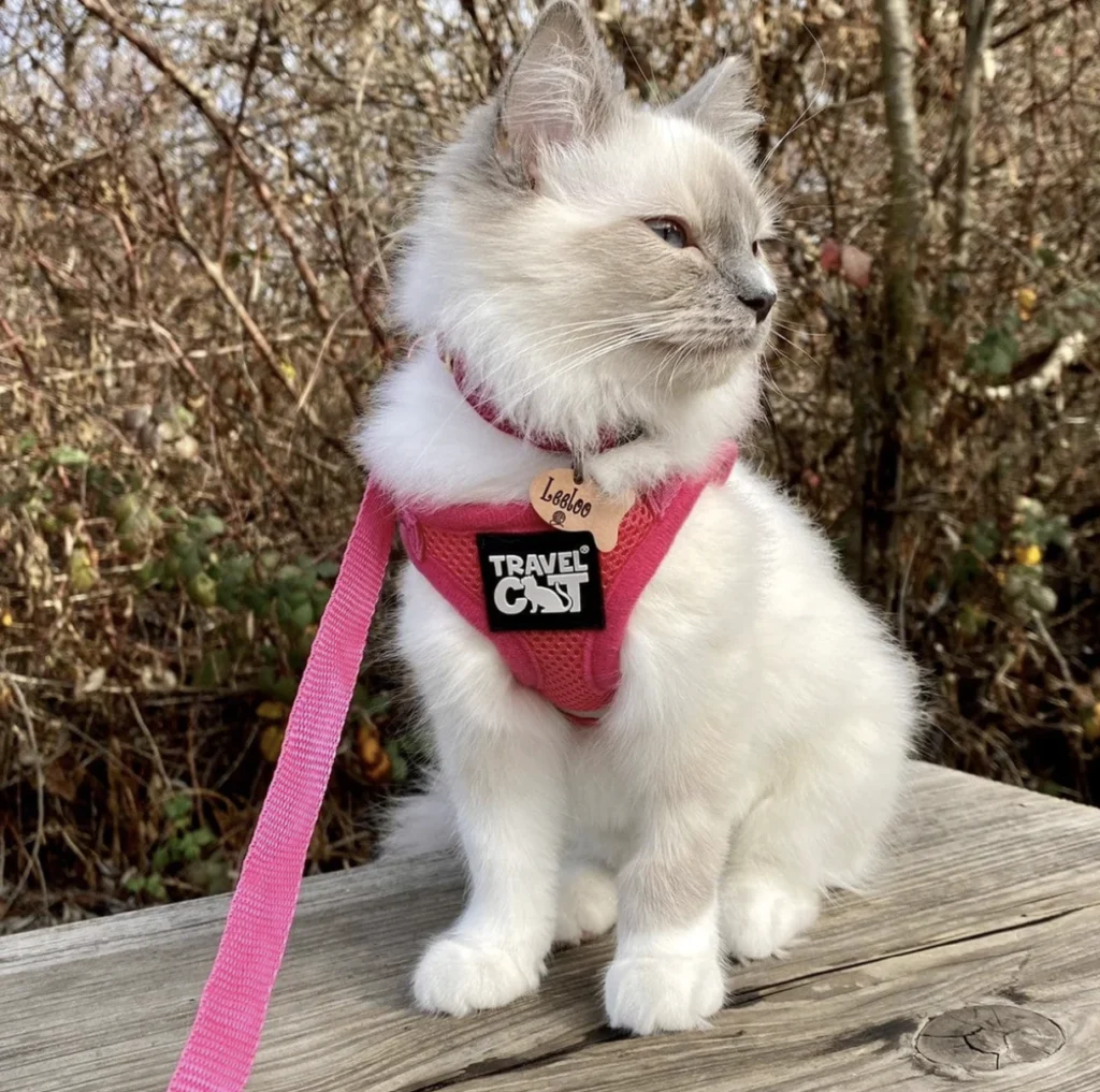 A cat with a harness on.