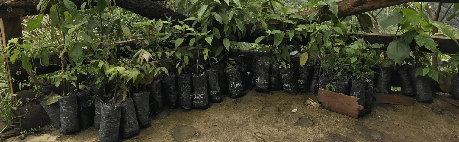 Tree Saplings part of the BirdsPlus Program
