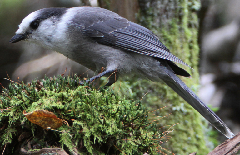 Canada Jay by Betty Rizzotti