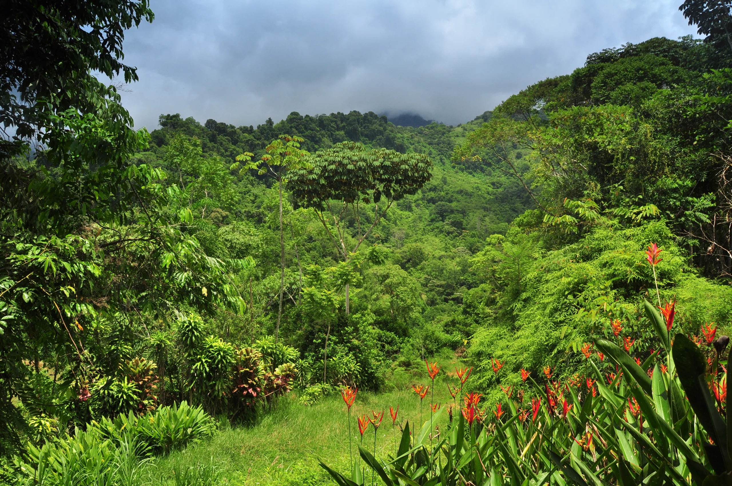 A forested landscape with rolling hills and clouds.