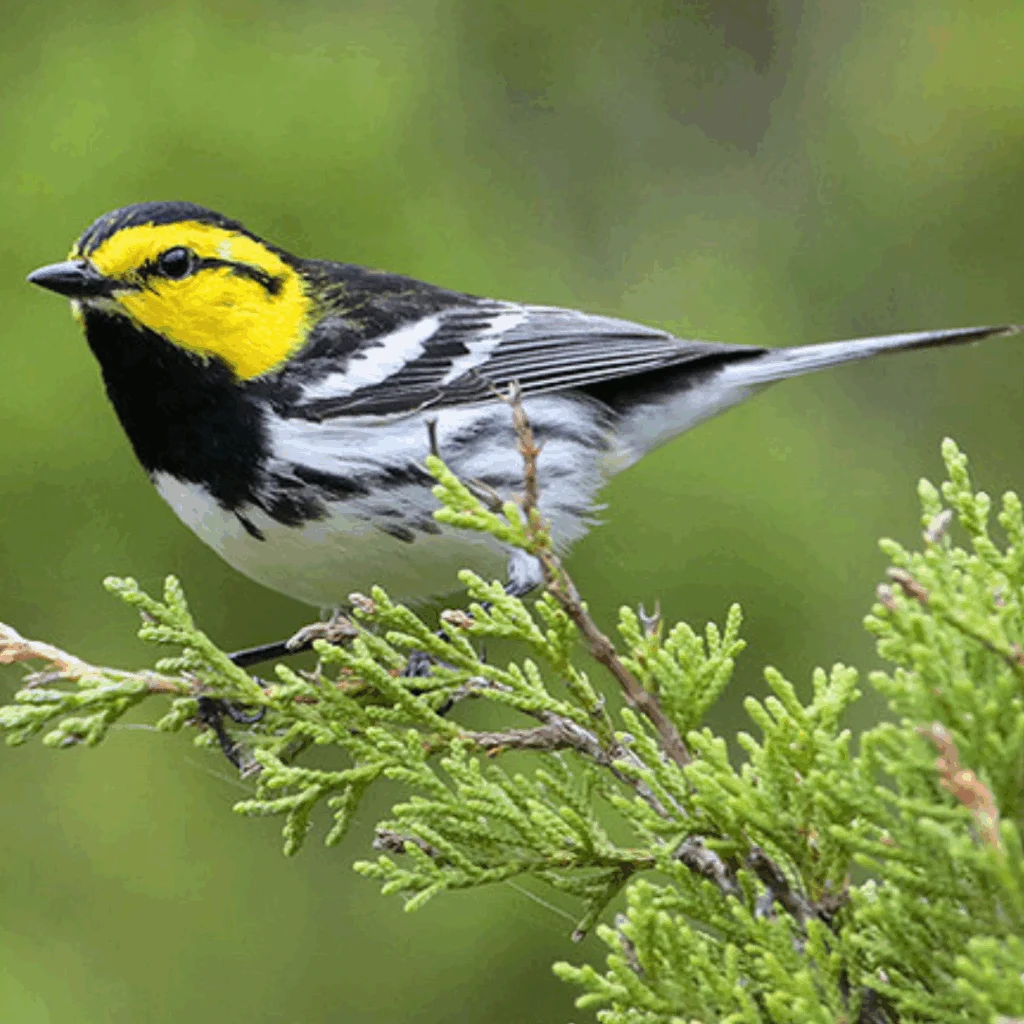 Golden-cheeked Warbler on branch