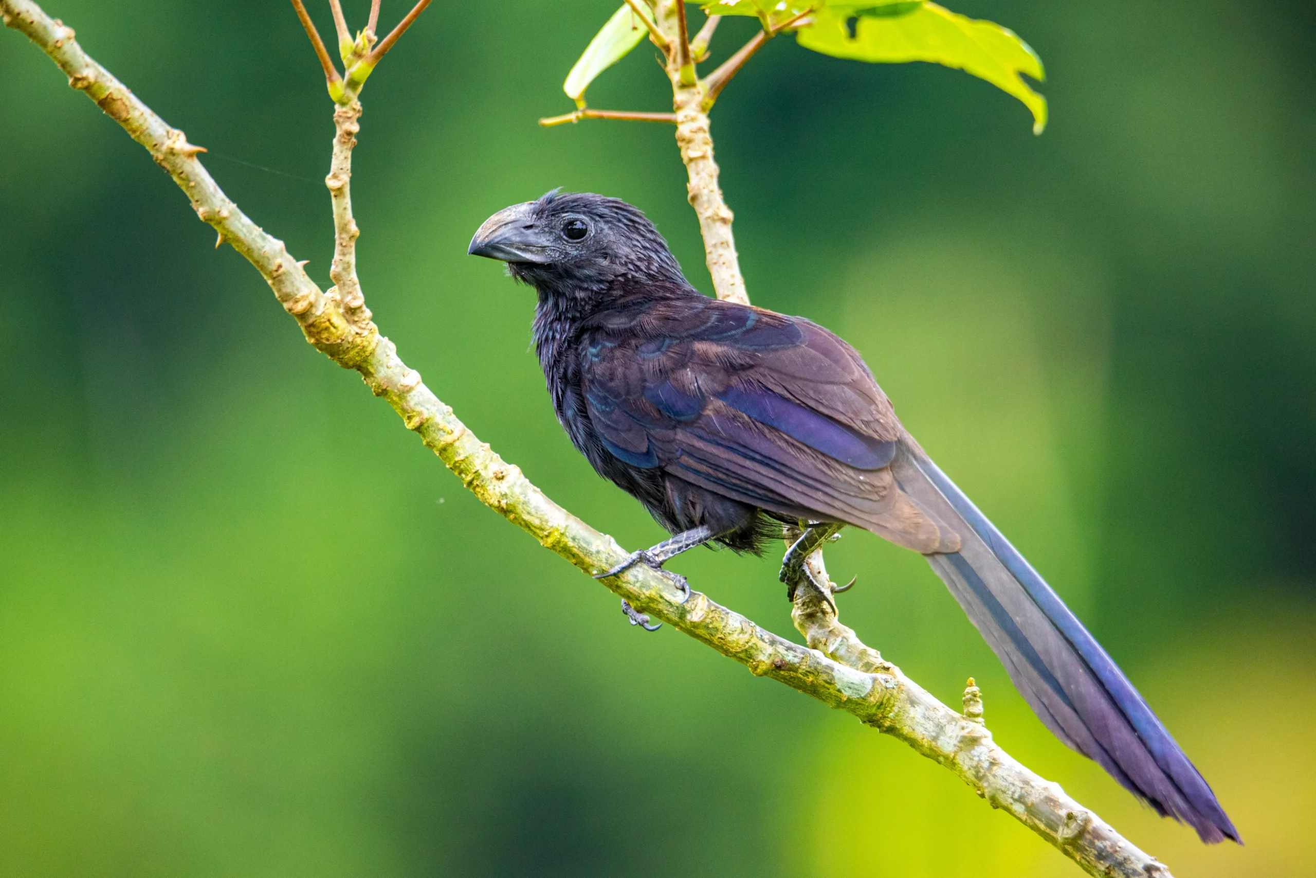 Groove-billed Ani. Photo by Jakub Maculewicz, Shutterstock.