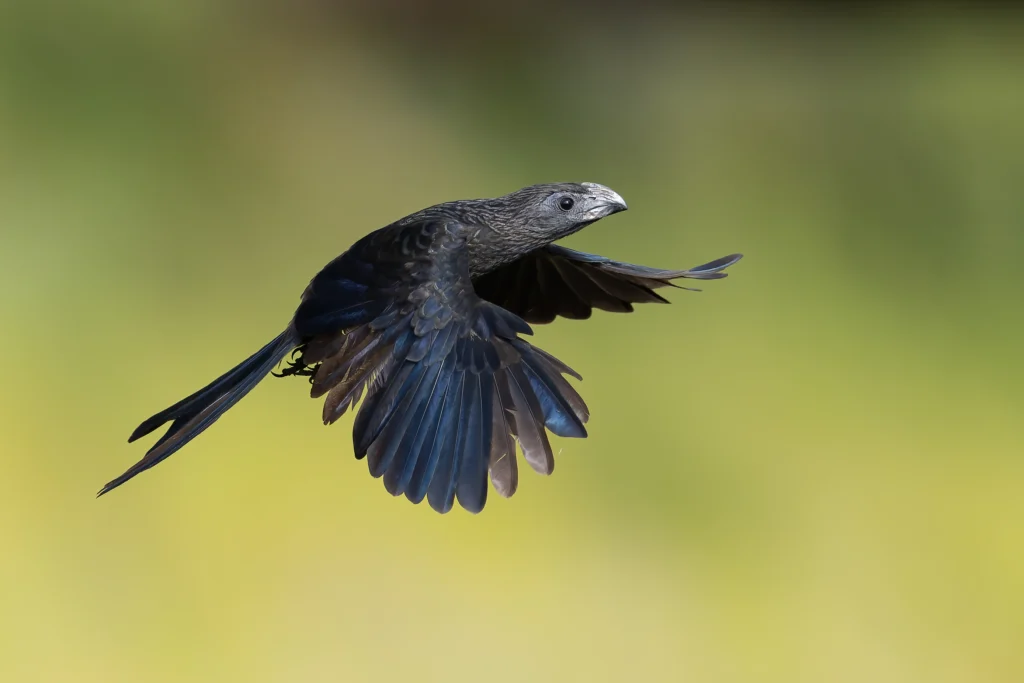 Groove-billed Ani in flight. Photo by Ryan Sanderson, Macaulay Library at the Cornell Lab of Ornithology.