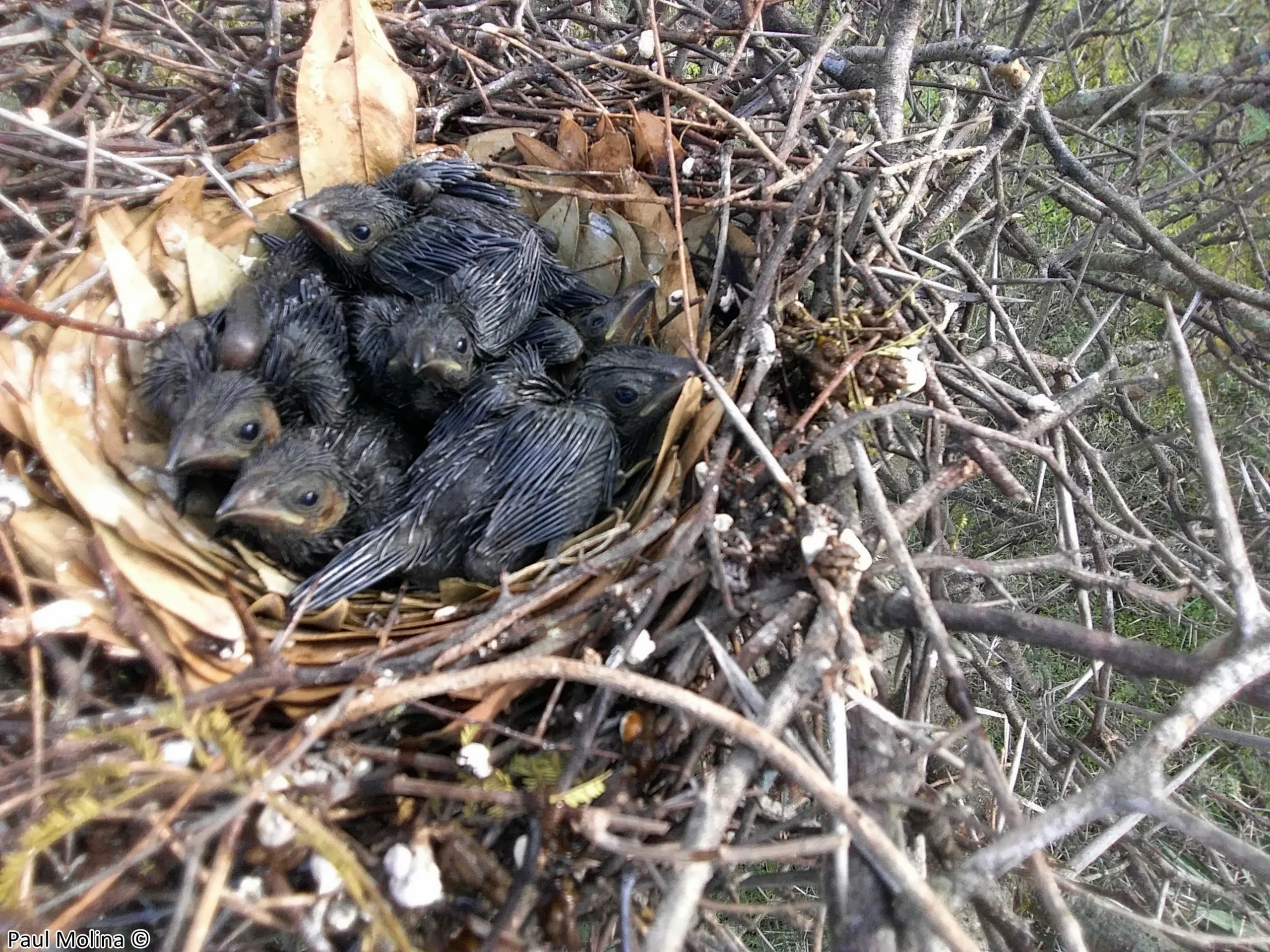 Groove-billed Ani nest with chicks. Photo by Paul Molina A, Macaulay Library at the Cornell Lab of Ornithology.