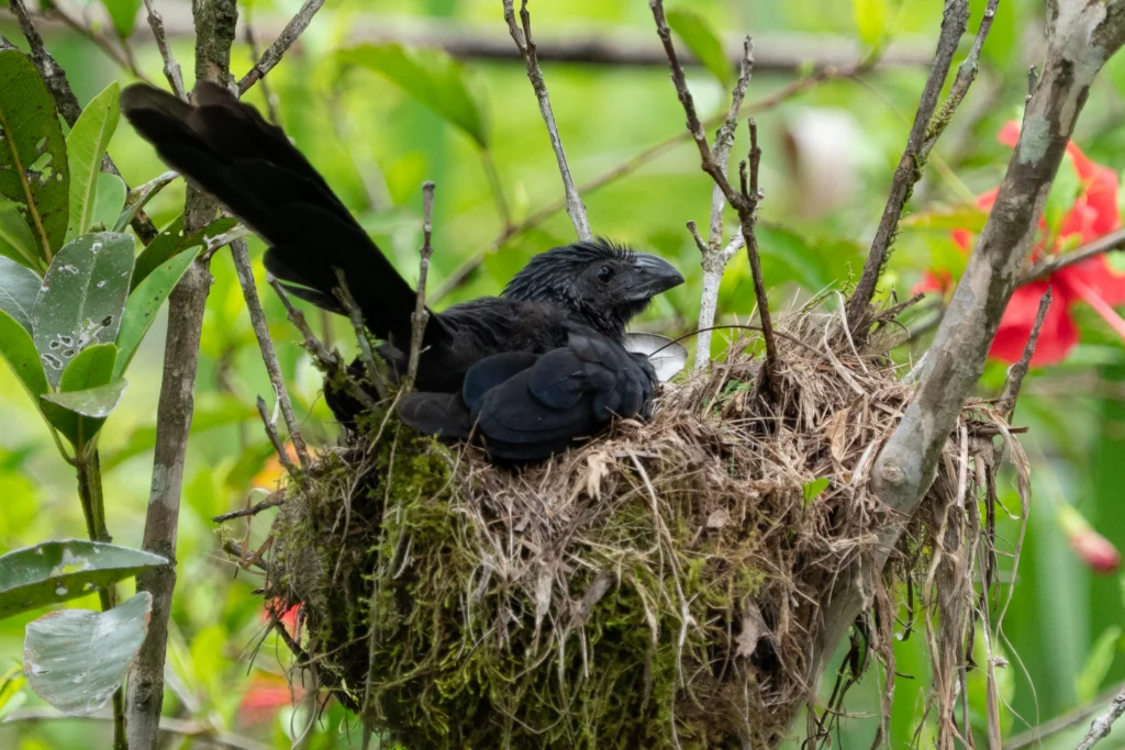 Groove-billed Ani on nest. Photo by Gregory Unger, Macaulay Library at the Cornell Lab of Ornithology.