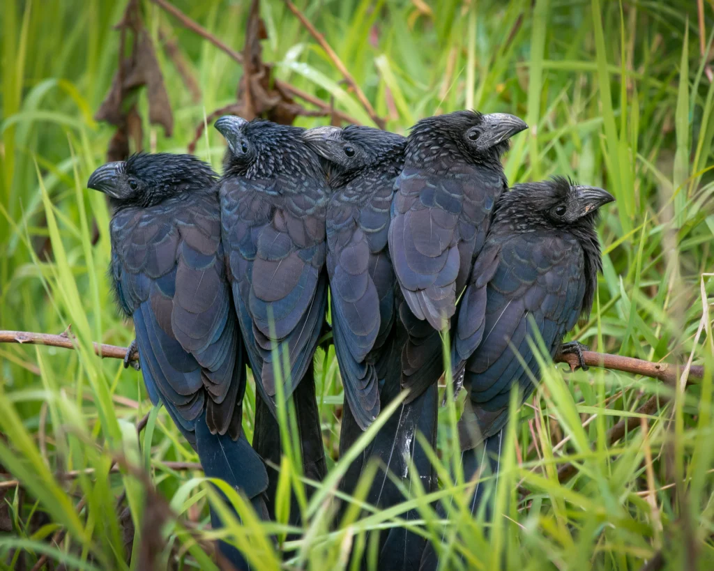 Immature Groove-billed Anis. Photo by Graham Gerdeman, Macaulay Library at the Cornell Lab of Ornithology.
