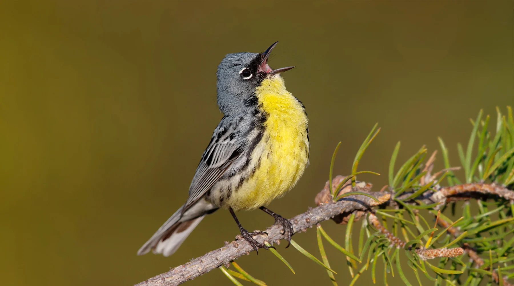 A Kirtland’s Warbler sings from a pine branch. The Kirtland’s Warbler has a yellow belly and neck, blue-gray back, and black- and light gray-flecked wings.