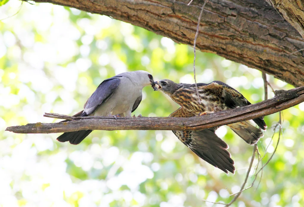 Mississippi Kite with juvenile. Photo by Greg Homel, Natural Elements Productions.