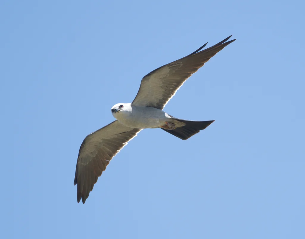 Mississippi Kite in flight. Photo by Dan Rieck, Shutterstock.