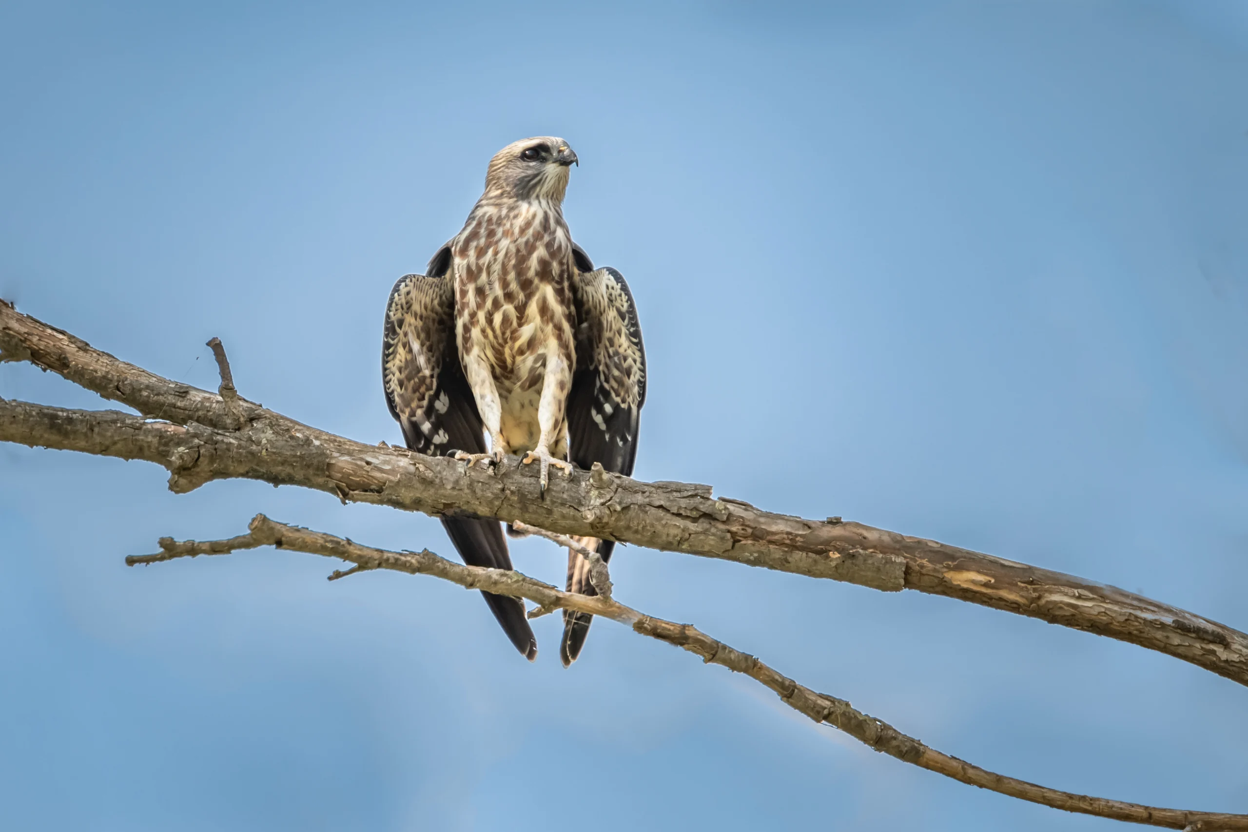 Juvenile Mississippi Kite. Photo by Richard G Smith, Shutterstock.