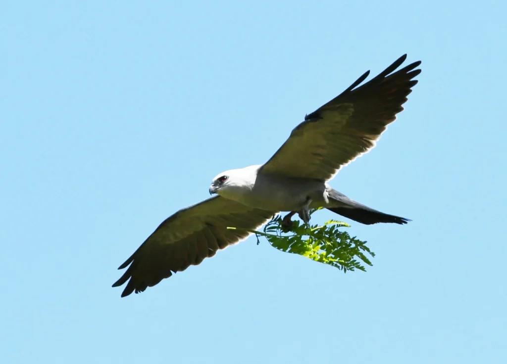 Mississippi Kite in flight with nesting material. Photo by David O. Hill.