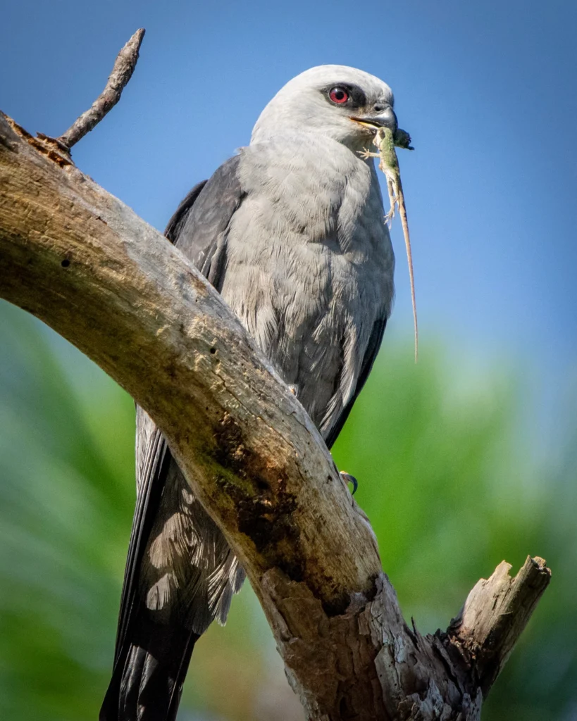 Mississippi Kite with lizard. Photo by Dan Rieck, Shutterstock.
