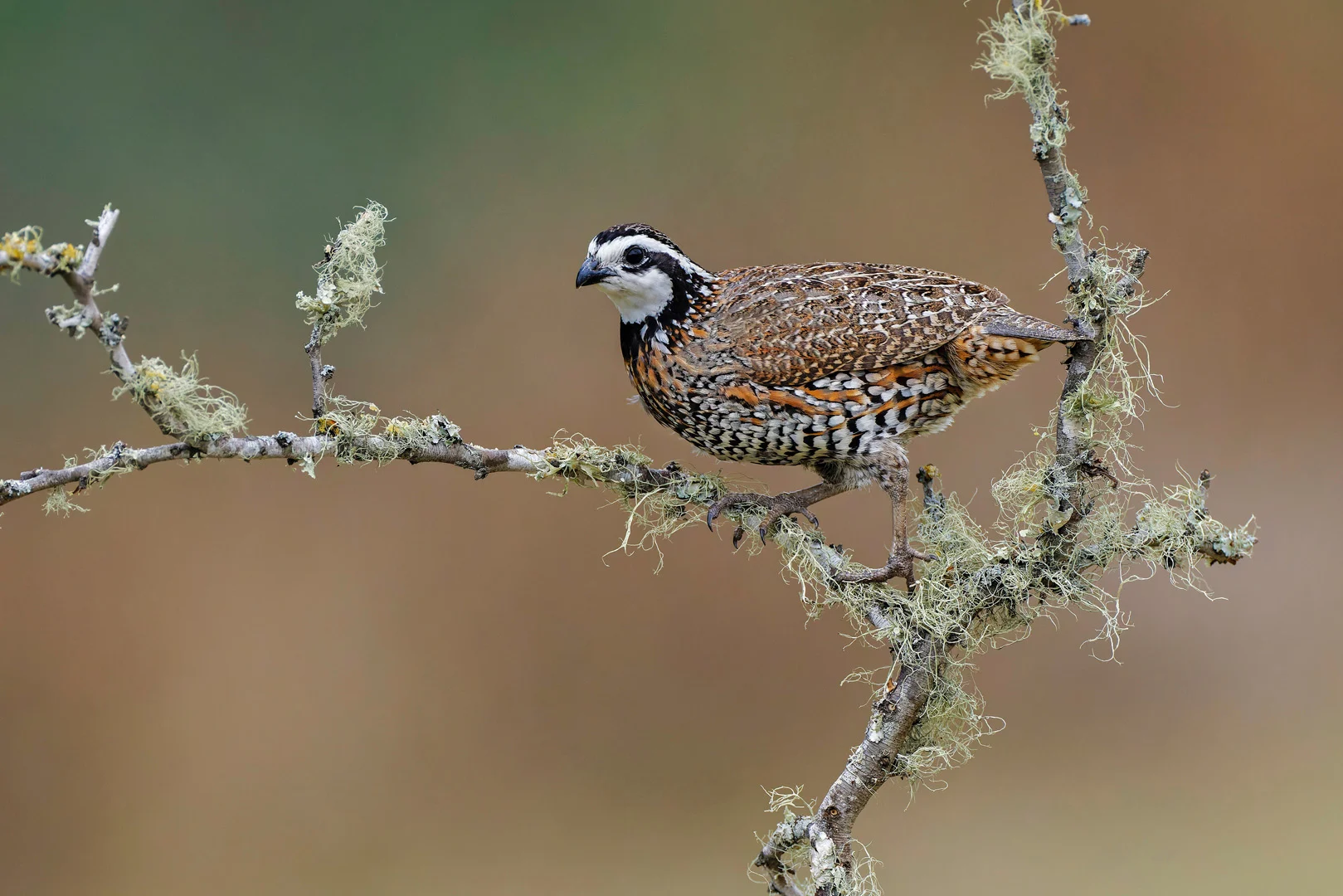 Northern Bobwhite. Photo by Danita Delimont, Shutterstock.