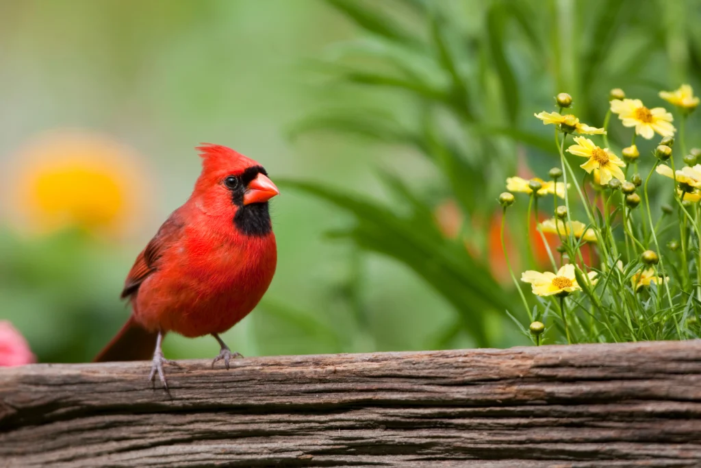 Northern Cardinal. Photo by Danita Delimont, Shutterstock.