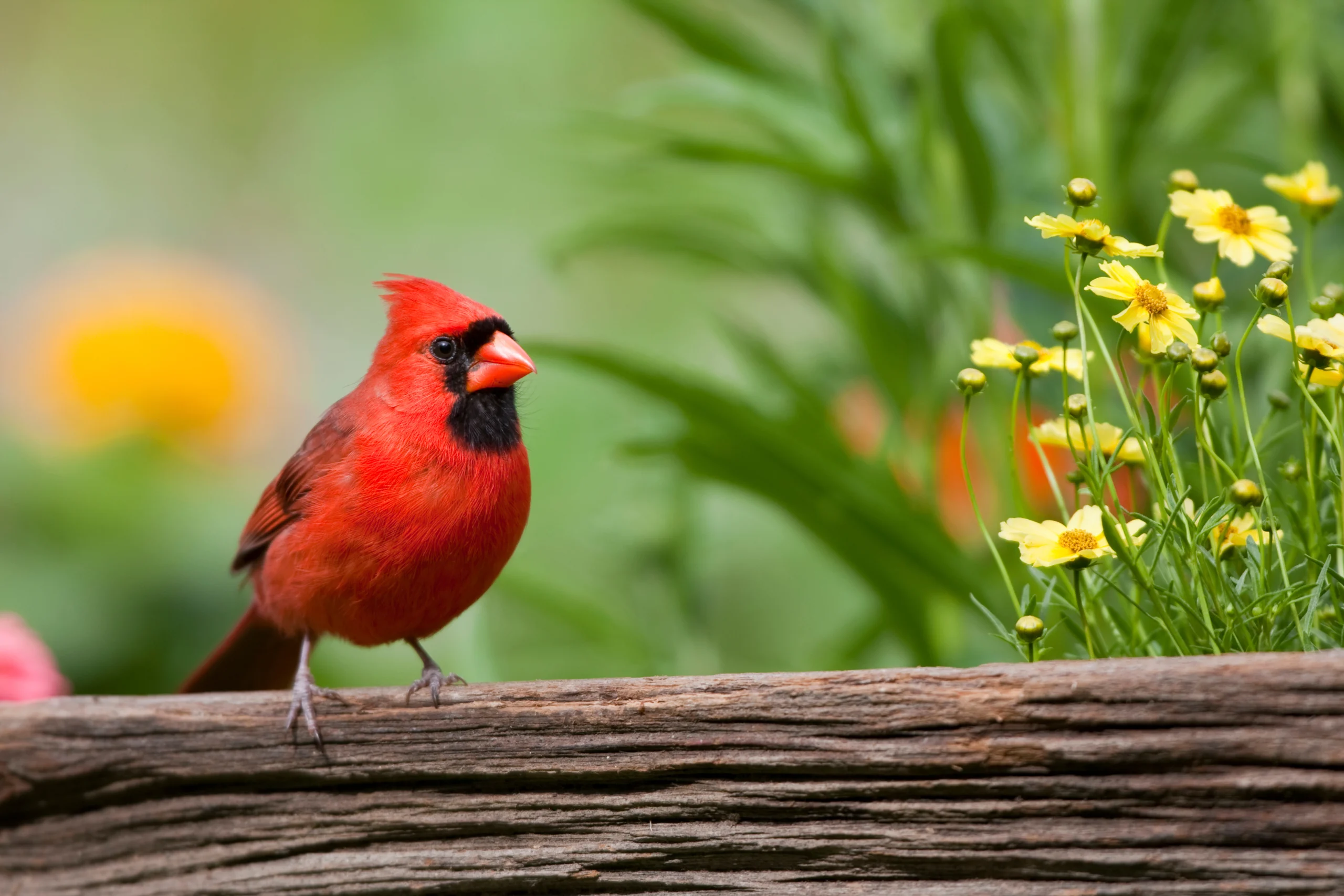 Northern Cardinal. Photo by Danita Delimont, Shutterstock.