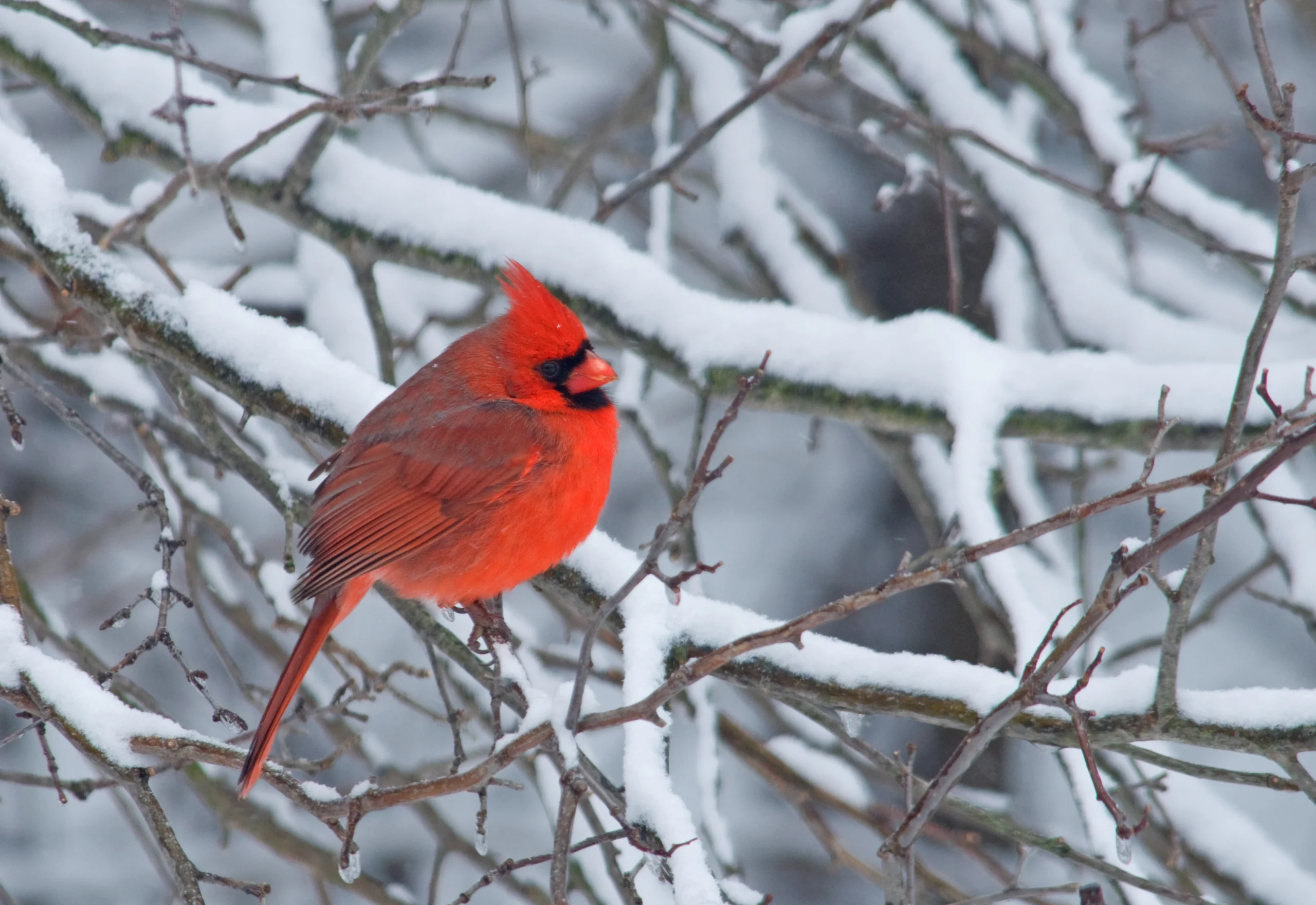 Northern Cardinal. Photo by Gerald A. DeBoer, Shutterstock.