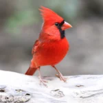 Northern Cardinal. Photo by Michael J Parr.