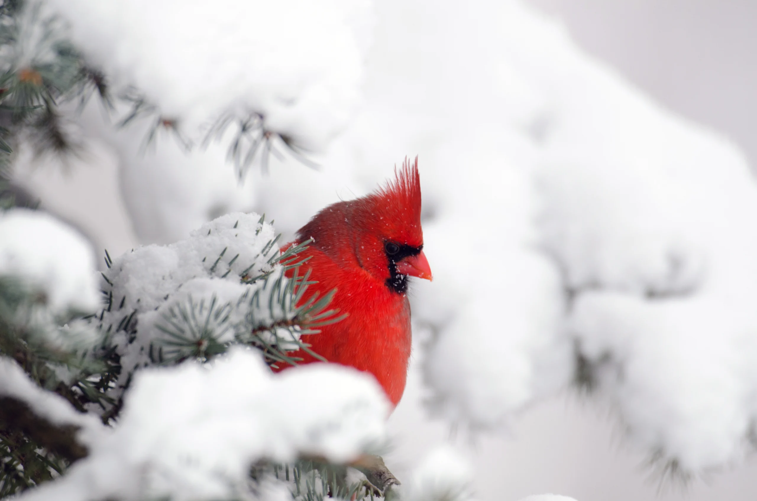 Northern Cardinal in snow