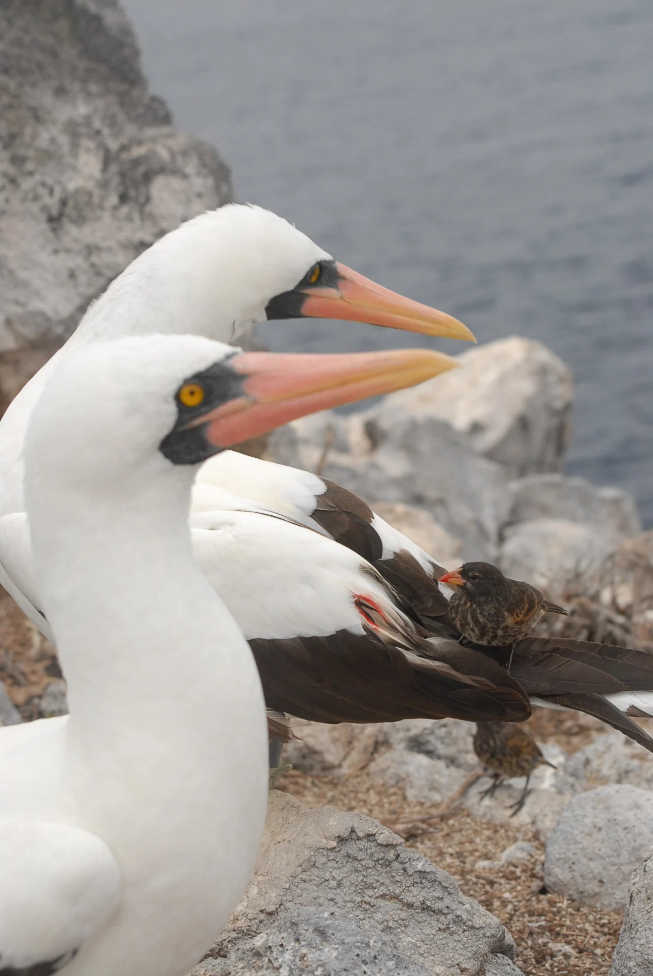 Vampire Ground-Finch feeding. Photo by Jaime Chaves/jaimechaves.weebly.com.