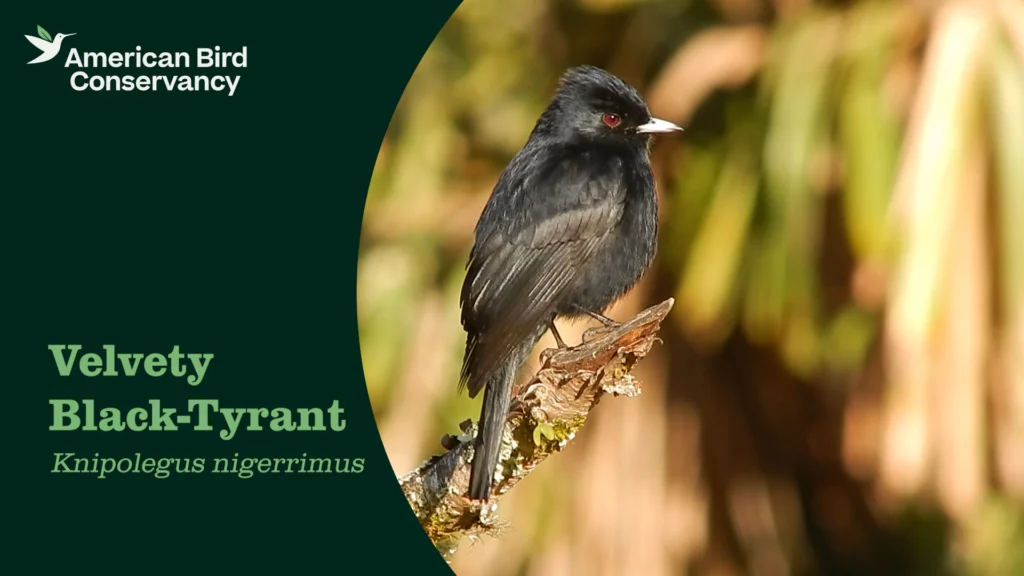 Velvety Black Tyrant over Graphic Text