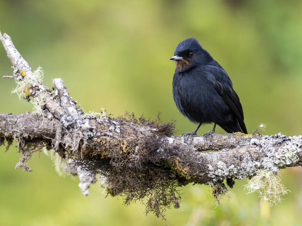 Velvety Black-Tyrant - American Bird Conservancy
