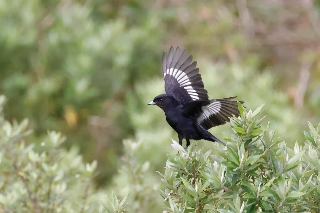 Velvety Black-Tyrant - American Bird Conservancy