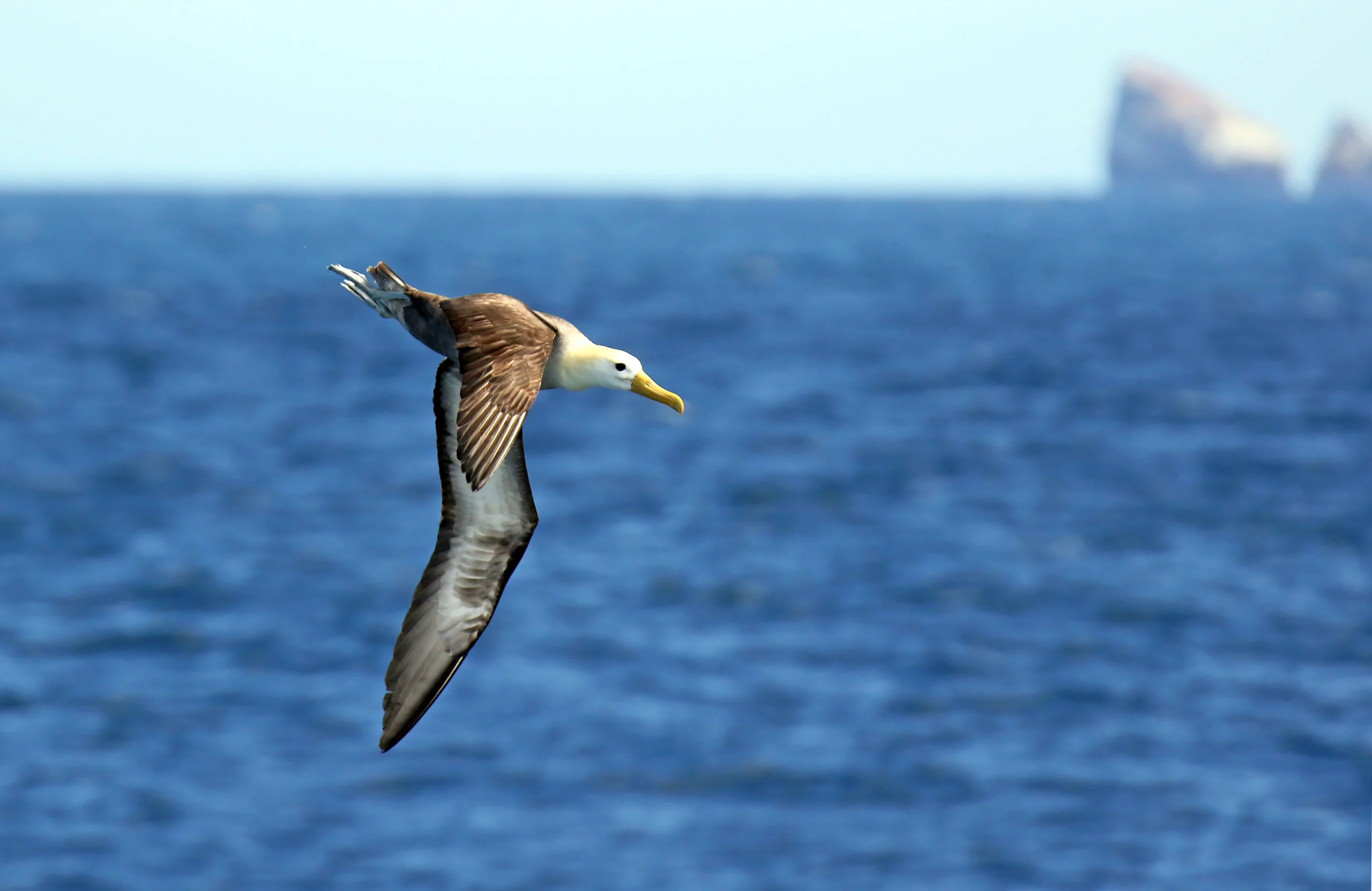 Waved Albatross. Photo by Agami Photo Agency / Shutterstock