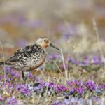 Arctic tundra landscapes marked by sparse vegetation are the destinations for millions of breeding shorebirds, like the Red Knot, each year.
