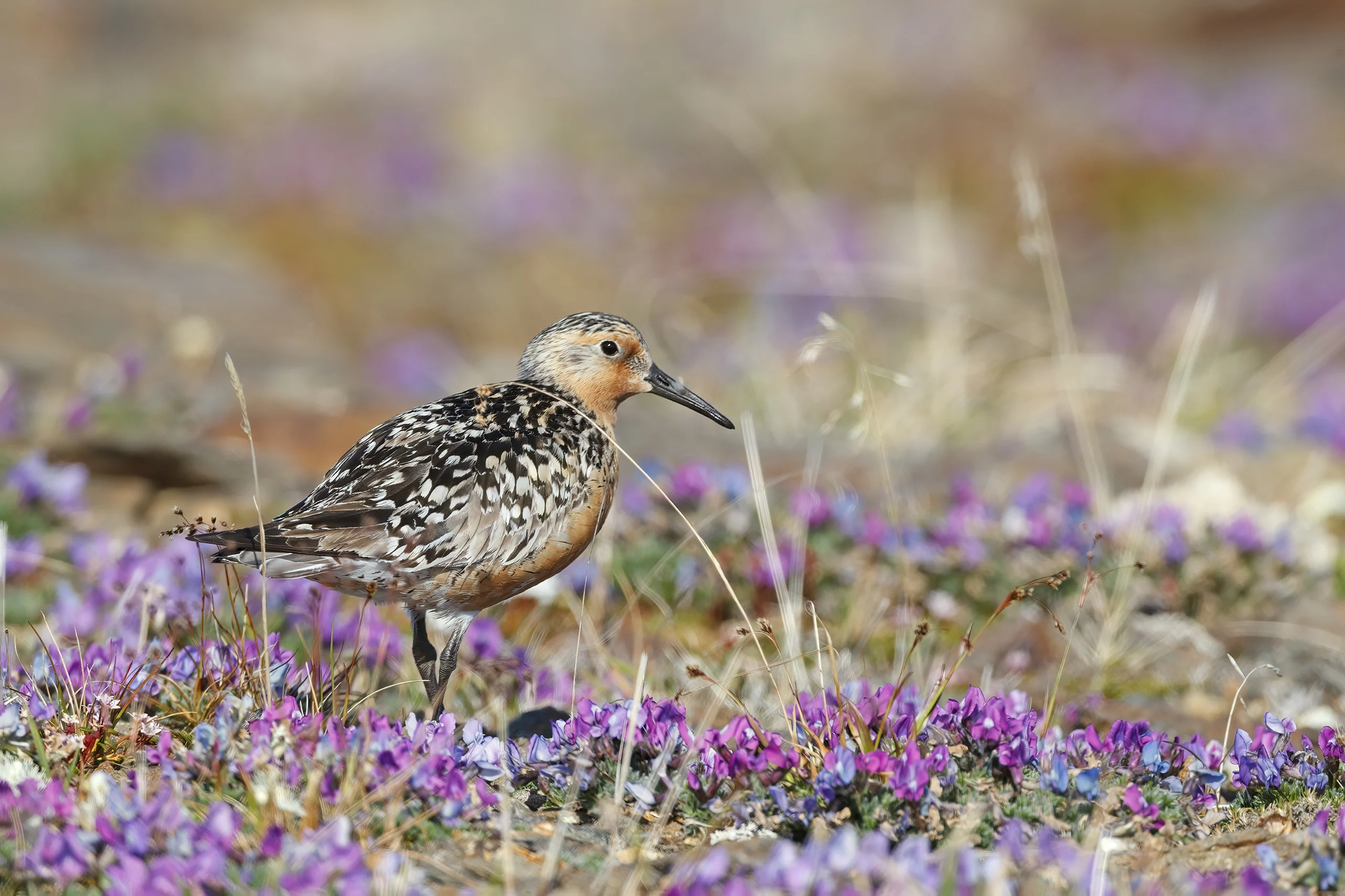 Arctic tundra landscapes marked by sparse vegetation are the destinations for millions of breeding shorebirds, like the Red Knot, each year.