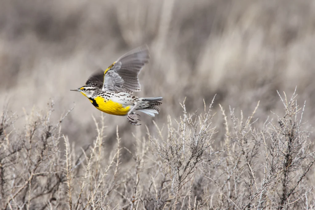 Sweeping grasslands, prairies, and meadows provide habitat for the Western Meadowlark on its breeding and nonbreeding grounds.
