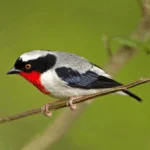 Cherry-throated Tanager. Photo by Ciro Albano.