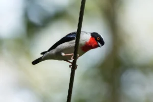 Cherry-throated Tanager. Photo by Gustavo Magnago.