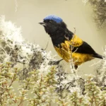 A Golden-backed Mountain Tanager perches among vegetation.