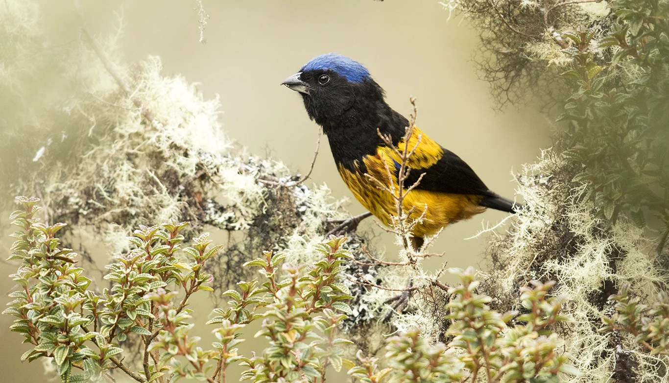 A Golden-backed Mountain Tanager perches among vegetation.